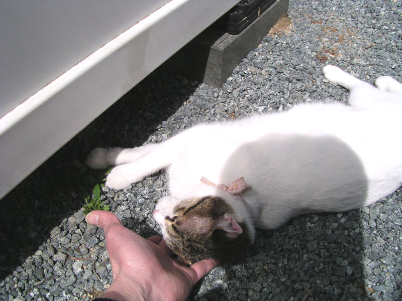 e_neko011.jpg